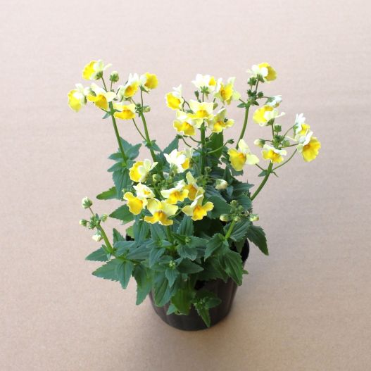 ネメシア　ミライネメシア 