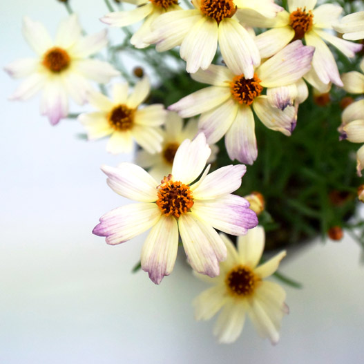 コレオプシス　カラーチェンジセレクション 