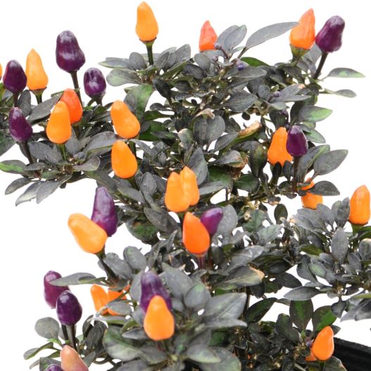 カプシカム　キャンドルフレイム 観賞用トウガラシ