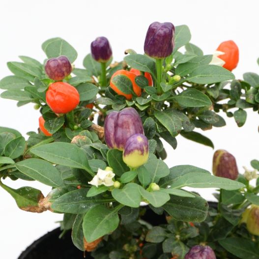 カプシカム　キャンドルフレイム 観賞用トウガラシ