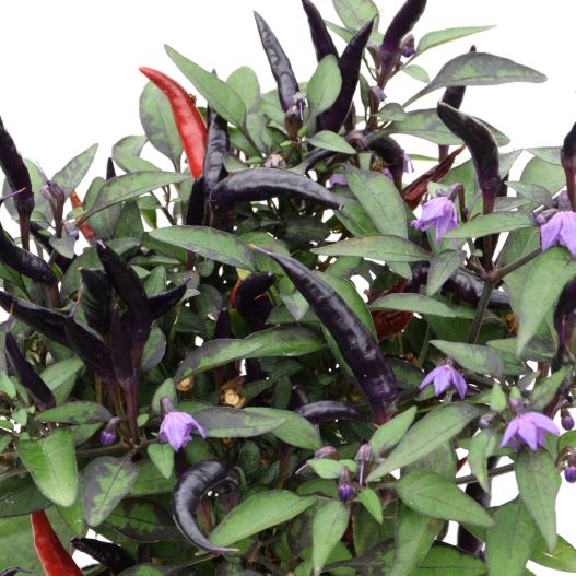 カプシカム　キャンドルフレイム 観賞用トウガラシ