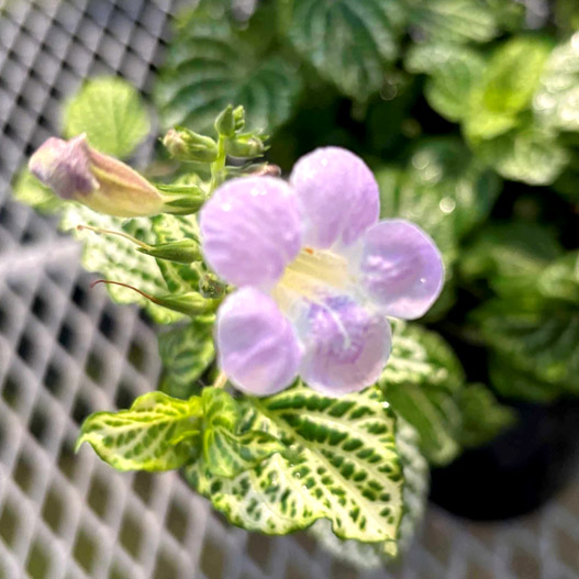 赤道サクラソウ(アシスタシア ガンゲティア レティクラタ) 