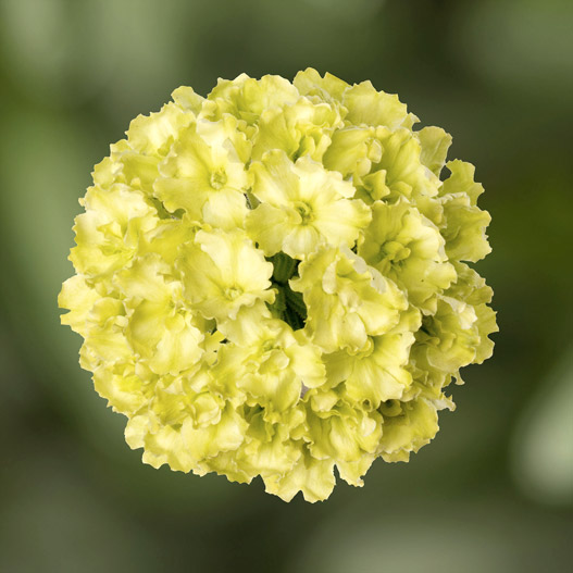 バーベナ　ラナイ 