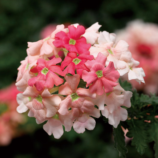 バーベナ　マジェラナ 