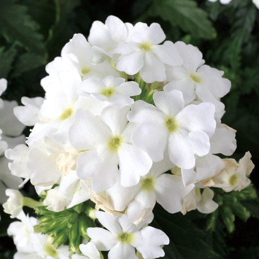 バーベナ　マジェラナ 