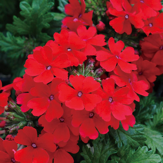 バーベナ　マジェラナ 