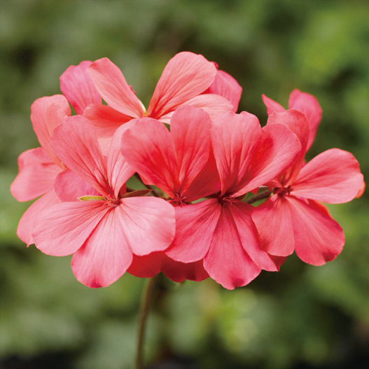 ゼラニウム　カリエンテ 