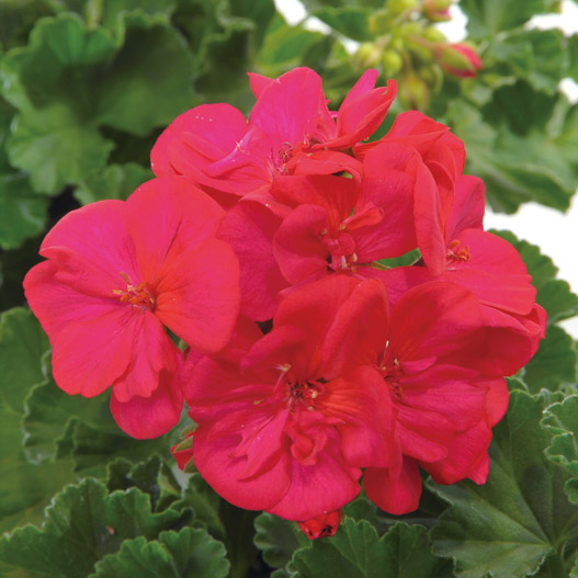 ゼラニウム　タンゴ 