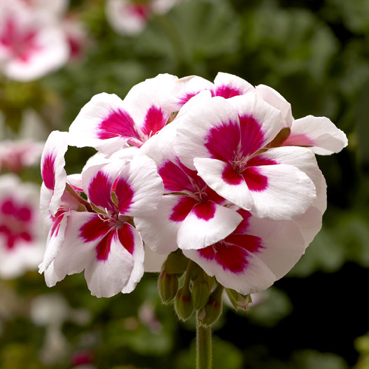 ゼラニウム　タンゴ 