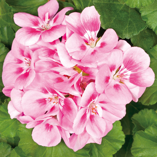 ゼラニウム　タンゴ 