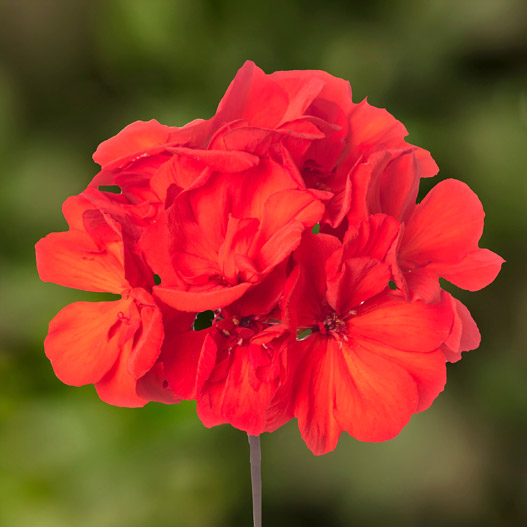 ゼラニウム　MOJO 