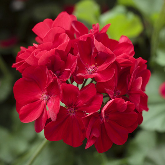 ゼラニウム　アメリカーナNEO 