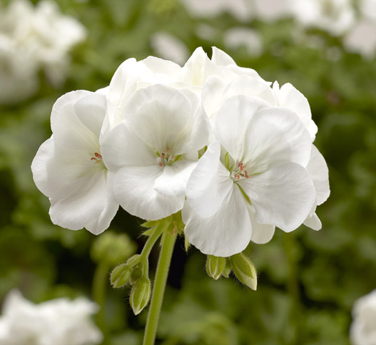 ゼラニウム　アメリカーナNEO 