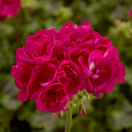 ゼラニウム　アメリカーナNEO 