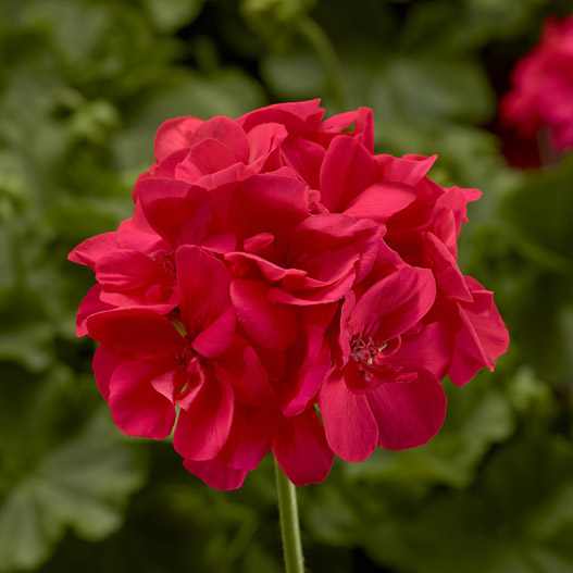 ゼラニウム　カリオペ 