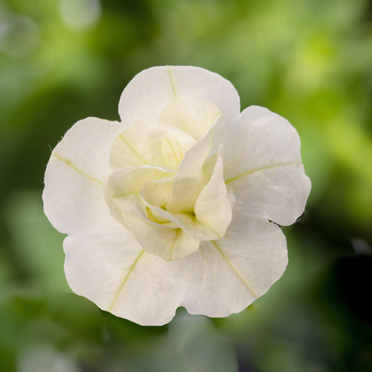 カリブラコア　カリーダブル 