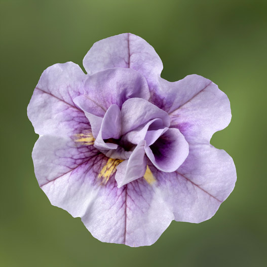 カリブラコア　カリーダブル 