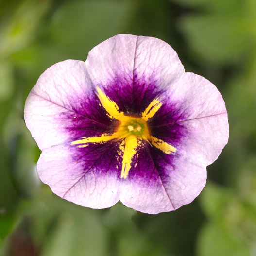 カリブラコア　カリー 