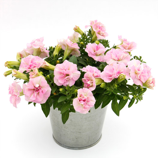 ペチュニア　スウィートサンシャイン 