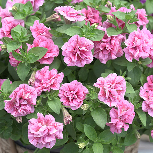 ペチュニア　スウィートサンシャイン 