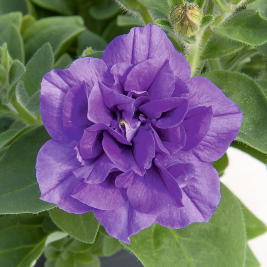 ペチュニア　スウィートサンシャイン 