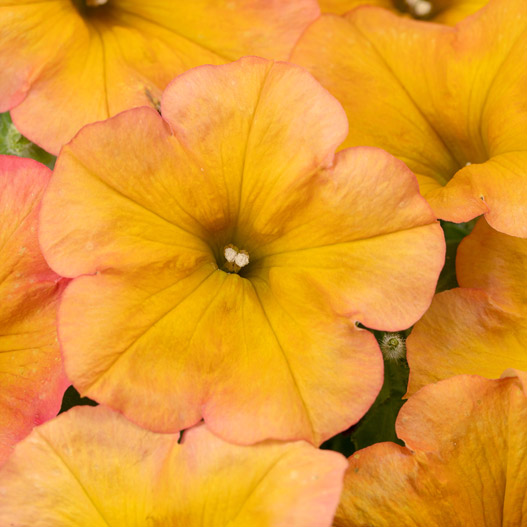 ペチュニア　クレイジーチュニア 