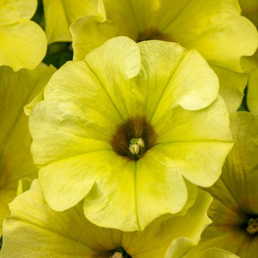 ペチュニア　クレイジーチュニア 