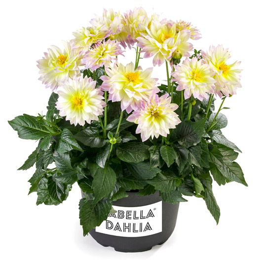 ダリア　ラベラ・マジョーレ 