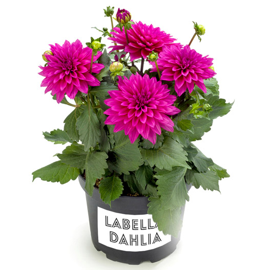 ダリア　ラベラ・マジョーレ 