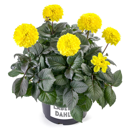 ダリア　ラベラ・マジョーレ 