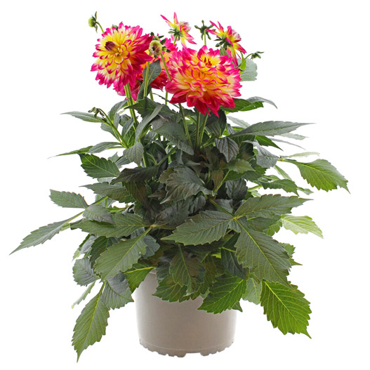 ダリア　ラベラ・マジョーレ 