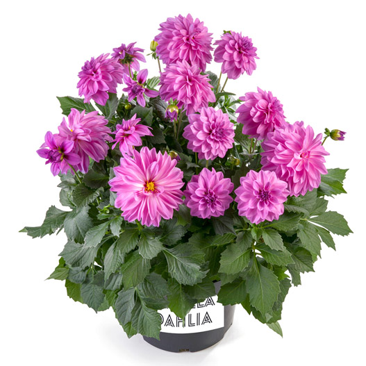 ダリア　ラベラ・マジョーレ 