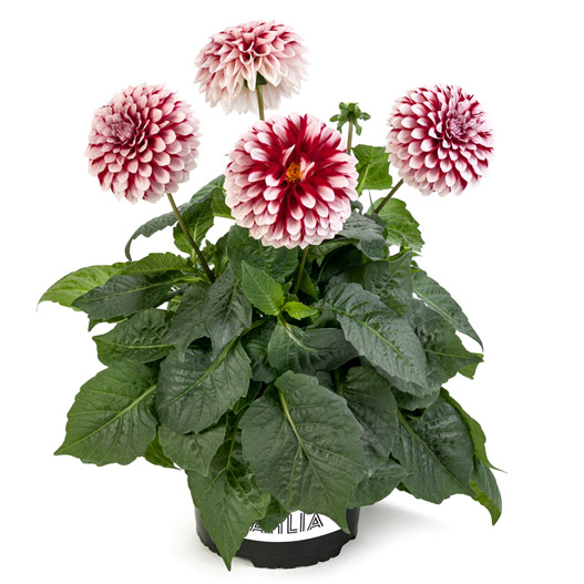 ダリア　ラベラ・グランデ 