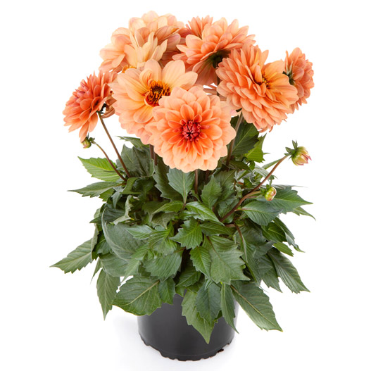 ダリア　ラベラ・グランデ 