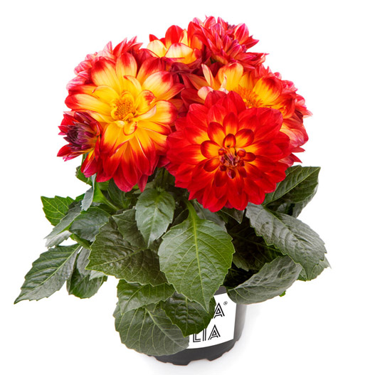 ダリア　ラベラ・ミディオ 