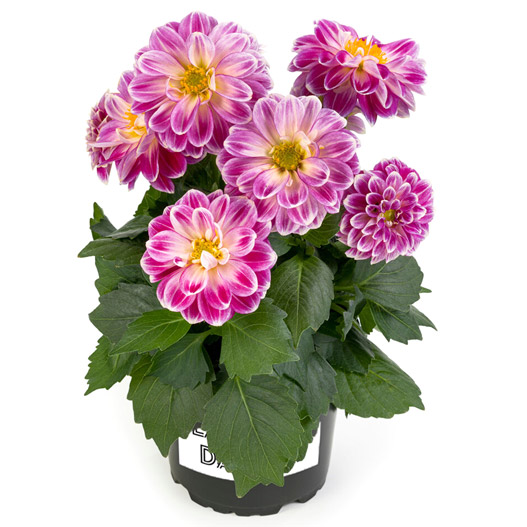 ダリア　ラベラ・ミディオ 