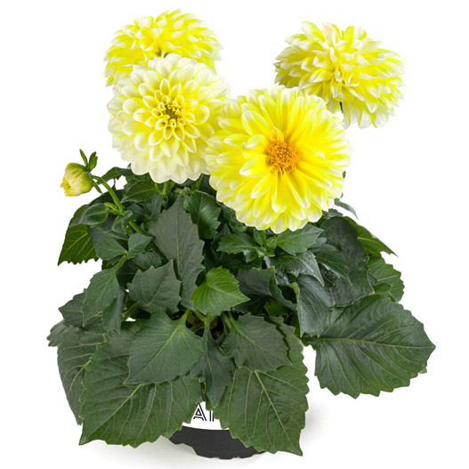 ダリア　ラベラ・ミディオ 