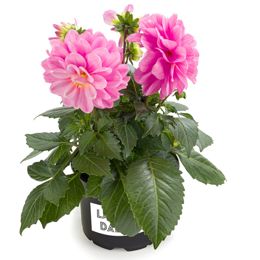 ダリア　ラベラ・ミディオ 