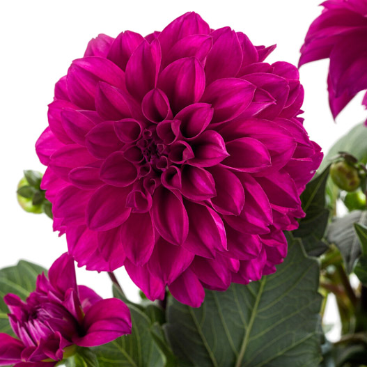 ダリア　ラベラ・ミディオ 