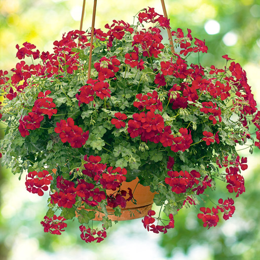 アイビーゼラニウム　ハッピーフェイス 