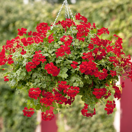 アイビーゼラニウム　ハッピーフェイス 