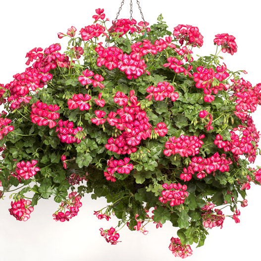 アイビーゼラニウム　ハッピーフェイス 