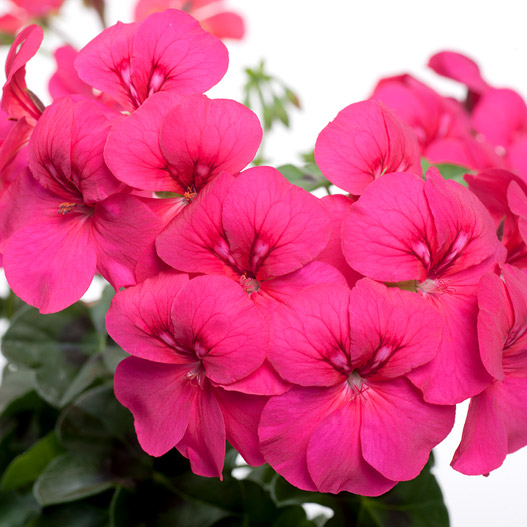 アイビーゼラニウム　ハッピーフェイス 