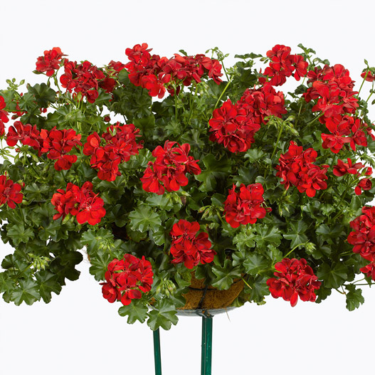 アイビーゼラニウム　シビル 