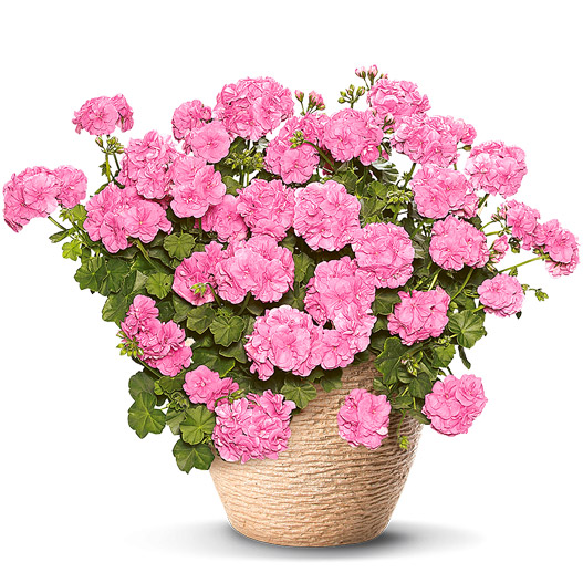 アイビーゼラニウム　シビル 