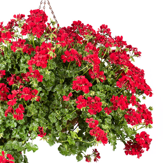 アイビーゼラニウム　シビル 