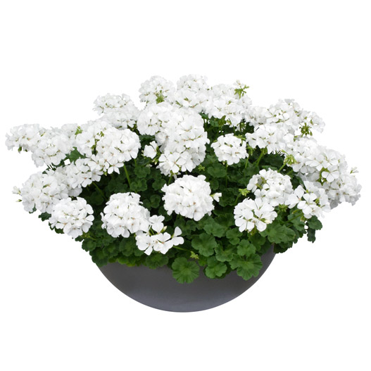 ゼラニウム　ツーインワン 