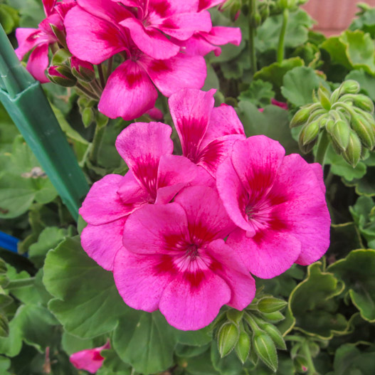 ゼラニウム　ツーインワン 