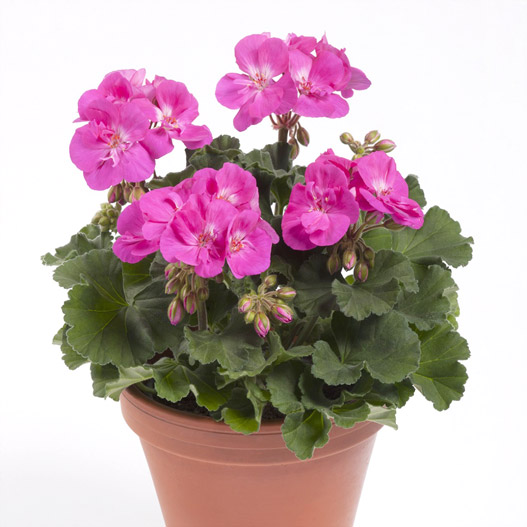 ゼラニウム　ダークライン 