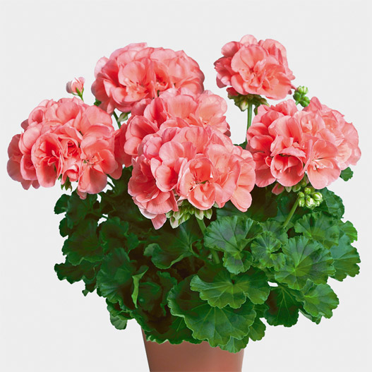 ゼラニウム　クオリティ 